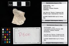 Foto (Objekt + Etikett) von Cracensigillatus acutirostris (Moericke, 1889)  (NHMW-GEO-2014-0194-0600)